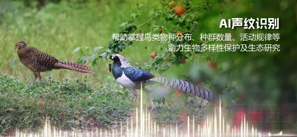 听见天然歌声，AI声纹守护万物共生